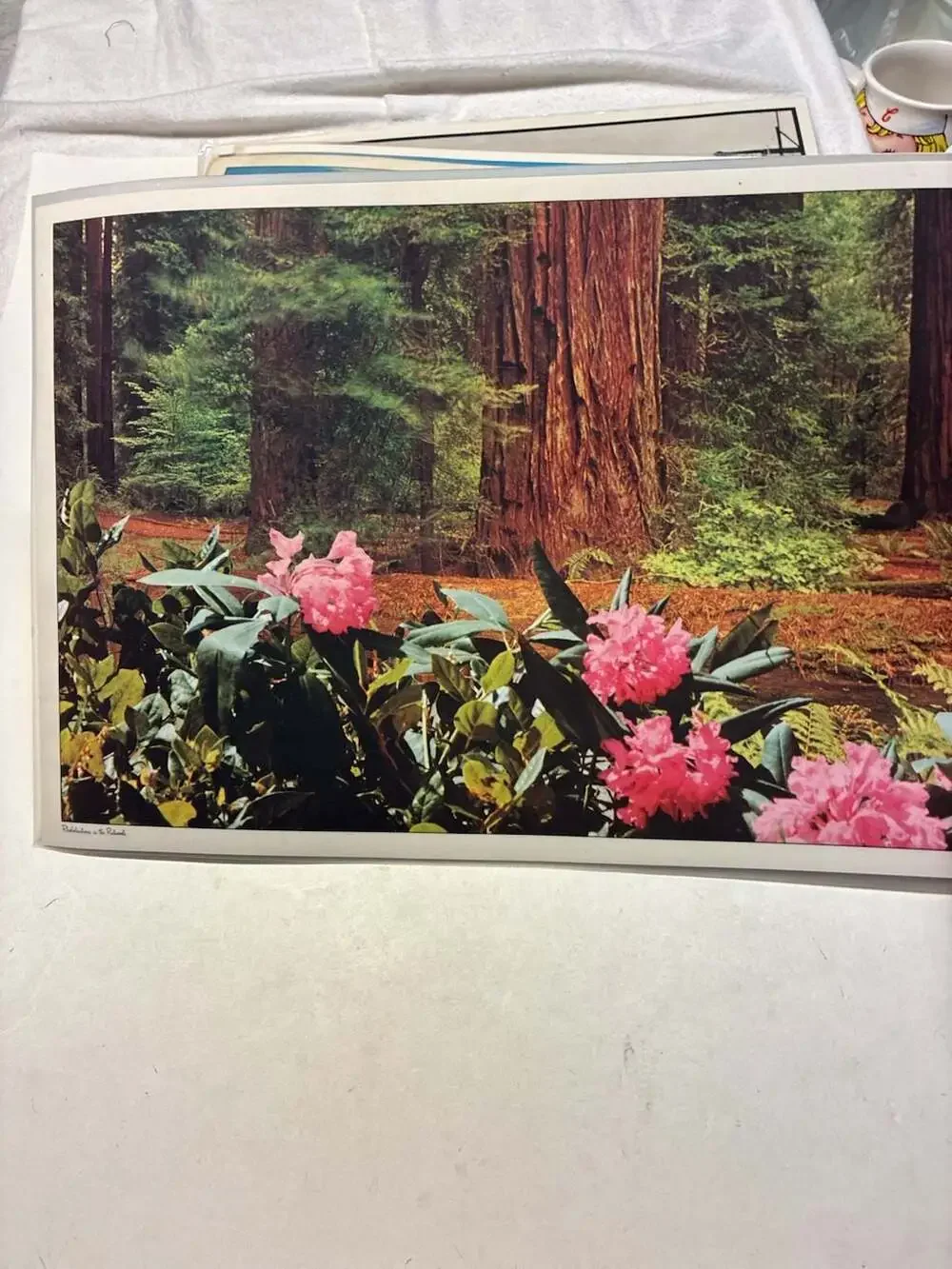 VTG Scenic Place Mat Set of 6Featuring Jasper Avenue 1930 and Spirit Lake